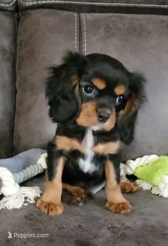 Sir Edward  – Cavalier King Charles Spaniel puppy for sale in Doon, IA