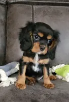 Sir Edward , a male Cavalier King Charles Spaniel for sale in Doon, IA – 1 of 5