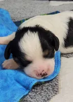 ELI avail, Oct 20, a male Cavachon for sale in Doon, IA – 2 of 6