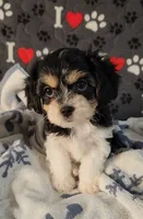 Jasmine, a female Cavachon for sale in Doon, IA – 5 of 5