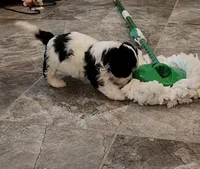 BEAN, a male Cavalier King Charles Spaniel and Cavachon for sale in Doon, IA – 5 of 8
