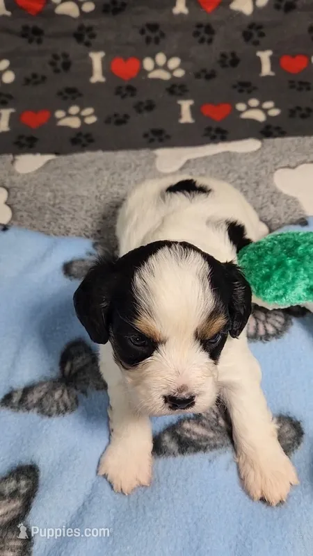 ELI avail, Oct 20 – Cavalier King Charles Spaniel, Cavachon puppy for sale in Doon, IA