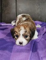 WILLOW, a female Cavalier King Charles Spaniel and Cavachon for sale in Doon, IA – 3 of 6