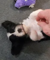 Beau, a male Cavalier King Charles Spaniel and Cavachon for sale in Doon, IA – 2 of 5
