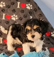 Jasmine, a female Cavachon for sale in Doon, IA – 3 of 5