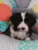 Alistair, a male Cavalier King Charles Spaniel and Cavachon for sale in Doon, IA – 4 of 4