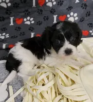 Summer, a female Cavachon for sale in Doon, IA – 3 of 7