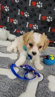 SAM, a male Cavachon for sale in Doon, IA – 2 of 5