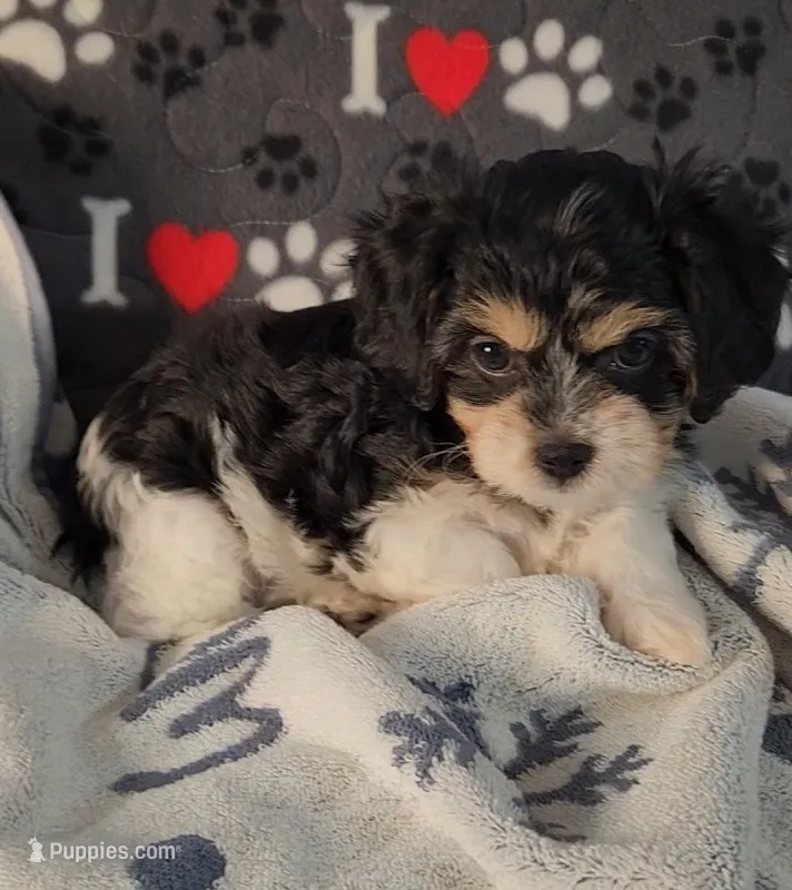Jasmine – Cavachon puppy on hold in Doon, IA