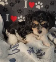 Jasmine, a female Cavachon for sale in Doon, IA – 1 of 5