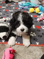 RYDER, a male Cavalier King Charles Spaniel and Cavachon for sale in Doon, IA – 4 of 7