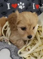 Ginger, a female Cavachon for sale in Doon, IA – 4 of 6
