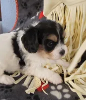 Chloe, a female Cavalier King Charles Spaniel and Cavachon for sale in Doon, IA – 2 of 8