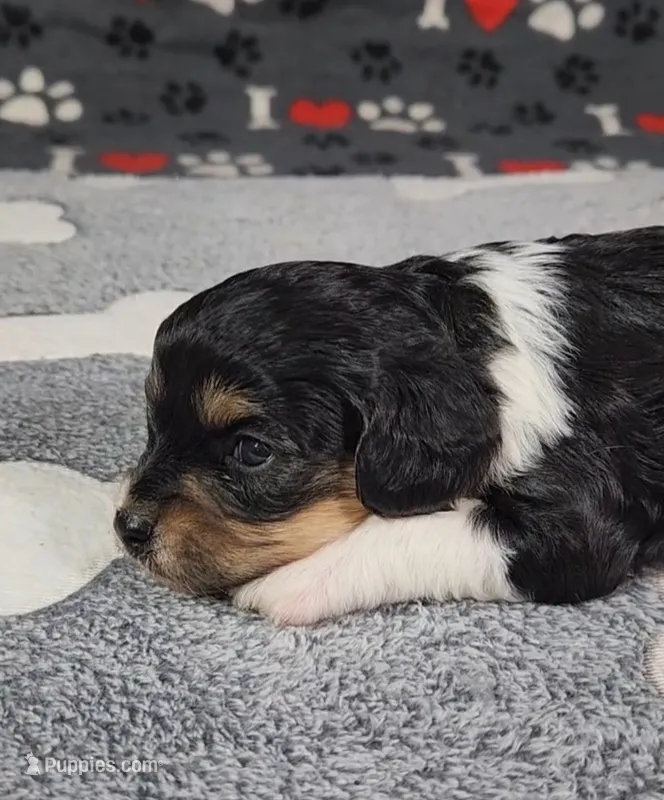 Willow,   availablie November 27. – Cavalier King Charles Spaniel, Cavachon puppy for sale in Doon, IA