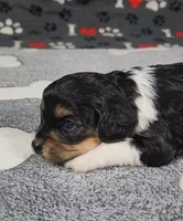 Willow,   availablie November 27., a female Cavalier King Charles Spaniel and Cavachon for sale in Doon, IA – 1 of 4