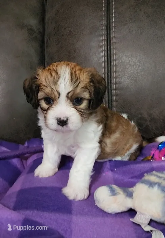 WILLOW – Cavalier King Charles Spaniel, Cavachon puppy for sale in Doon, IA