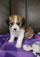 WILLOW, a female Cavalier King Charles Spaniel and Cavachon for sale in Doon, IA – 1 of 6