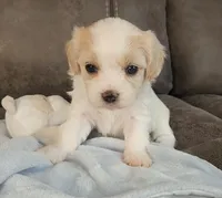 Adelina, a female Cavalier King Charles Spaniel and Cavachon for sale in Doon, IA – 2 of 5