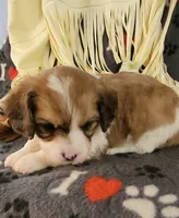 CEDER, a male Cavalier King Charles Spaniel and Cavachon for sale in Doon, IA – 3 of 6