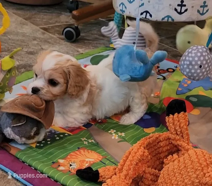 CONNOR – Cavalier King Charles Spaniel, Cavachon puppy for sale in Doon, IA