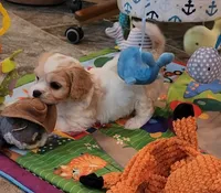 CONNOR, a male Cavalier King Charles Spaniel and Cavachon for sale in Doon, IA – 1 of 6