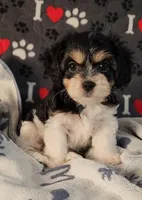 Jasmine, a female Cavachon for sale in Doon, IA – 4 of 5