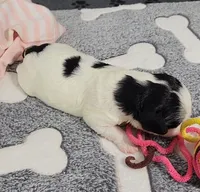 TESSA  AVAIL. OCT 20., a female Cavachon for sale in Doon, IA – 2 of 6