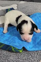TEDDY avail, Oct 20th, a male Cavachon for sale in Doon, IA – 5 of 5