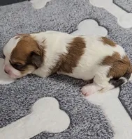 Wall-E  avail, Oct. 20th, a male Cavachon for sale in Doon, IA – 5 of 6