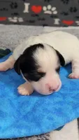 TEDDY avail, Oct 20th, a male Cavachon for sale in Doon, IA – 4 of 5