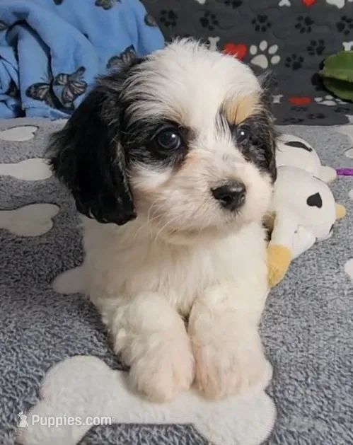 TESSA  AVAIL. OCT 20. – Cavalier King Charles Spaniel, Cavachon puppy for sale in Doon, IA