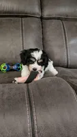 CANDY, a female Cavalier King Charles Spaniel and Cavachon for sale in Doon, IA – 7 of 7
