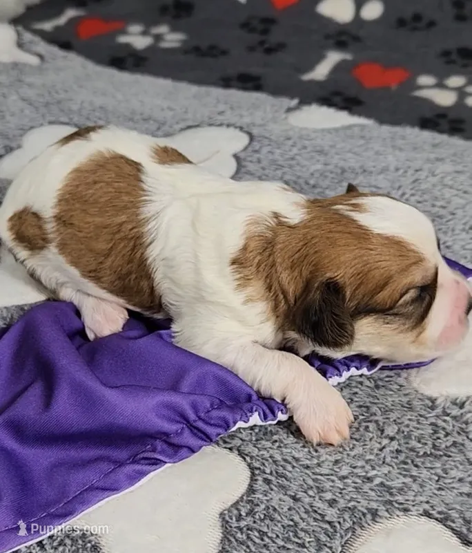 Wall-E  avail, Oct. 20th – Cavachon puppy for sale in Doon, IA