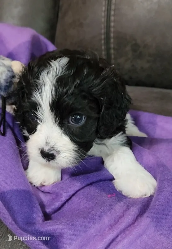 RYLDER – Cavalier King Charles Spaniel, Cavachon puppy for sale in Doon, IA