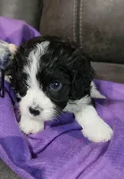 RYLDER, a male Cavalier King Charles Spaniel and Cavachon for sale in Doon, IA – 1 of 7