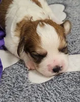 Wall-E  avail, Oct. 20th, a male Cavachon for sale in Doon, IA – 4 of 6