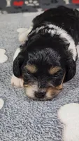 Willow,   availablie November 27., a female Cavalier King Charles Spaniel and Cavachon for sale in Doon, IA – 4 of 4
