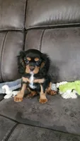 Sir Edward , a male Cavalier King Charles Spaniel for sale in Doon, IA – 3 of 5