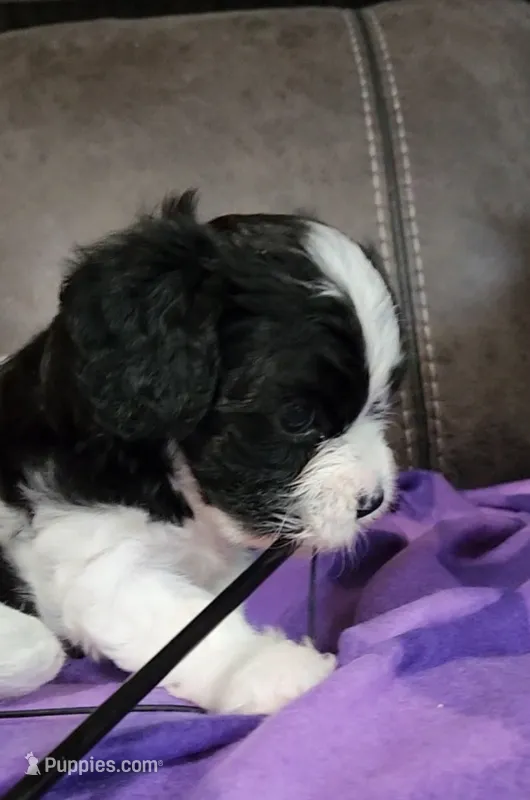 My Cookie – Cavalier King Charles Spaniel, Cavachon puppy for sale in Doon, IA