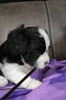 My Cookie, a female Cavalier King Charles Spaniel and Cavachon for sale in Doon, IA – 1 of 5
