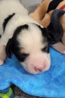 TEDDY avail, Oct 20th, a male Cavachon for sale in Doon, IA – 2 of 5