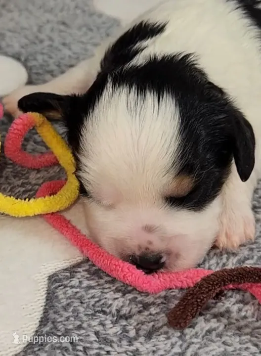 TESSA  AVAIL. OCT 20. – Cavachon puppy for sale in Doon, IA