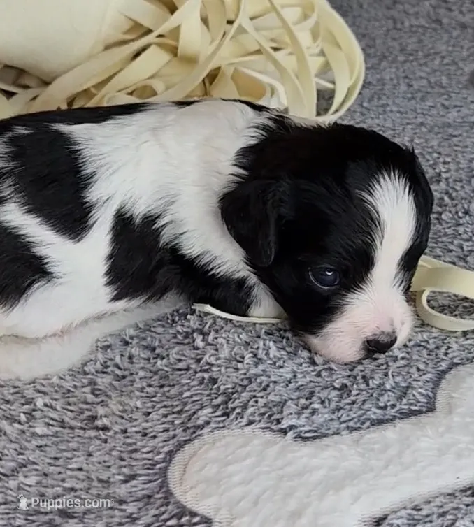 Evie – Cavalier King Charles Spaniel, Cavachon puppy for sale in Doon, IA