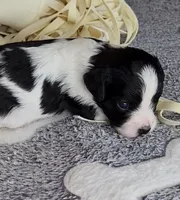 Evie, a female Cavalier King Charles Spaniel and Cavachon for sale in Doon, IA – 1 of 2