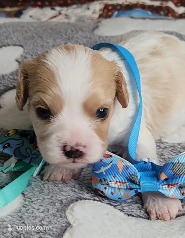 SAM – Cavalier King Charles Spaniel, Cavachon puppy for sale in Doon, IA