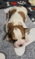 Wall-E  avail, Oct. 20th, a male Cavachon for sale in Doon, IA – 3 of 6