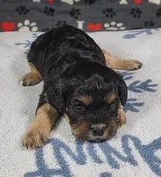Beau, a male Cavalier King Charles Spaniel and Cavachon for sale in Doon, IA – 2 of 3
