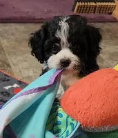 RYDER, a male Cavalier King Charles Spaniel and Cavachon for sale in Doon, IA – 1 of 7