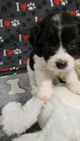 Summer, a female Cavachon for sale in Doon, IA – 7 of 7