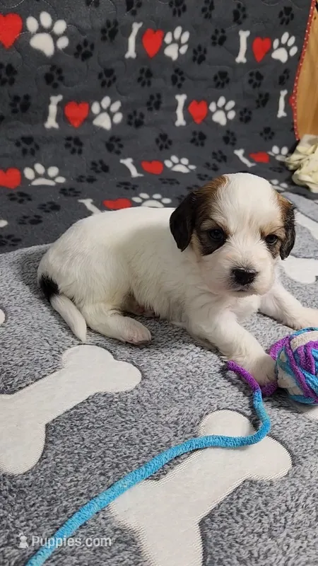 Danny   avail, Oct. 20th – Cavalier King Charles Spaniel, Cavachon puppy for sale in Doon, IA